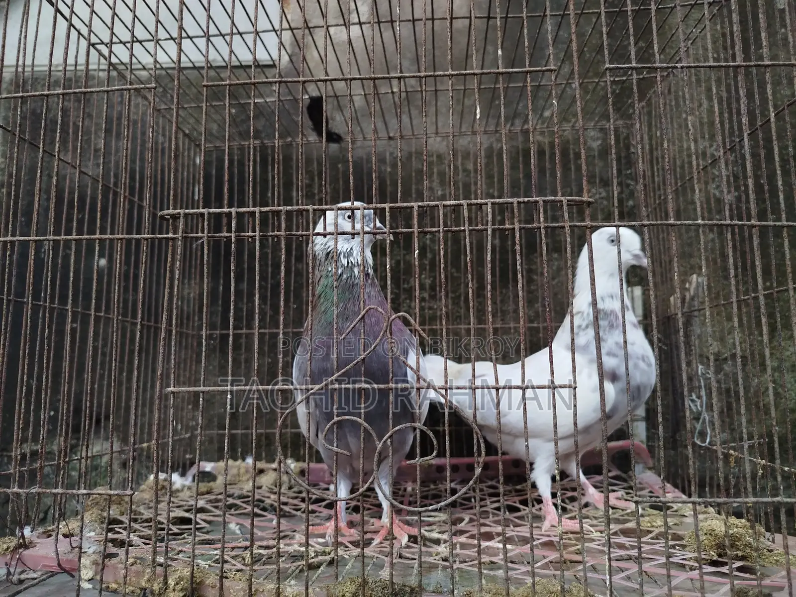 Homer and Benares Pigeons