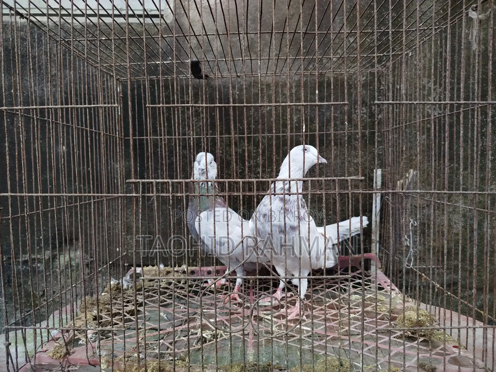 Homer and Benares Pigeons