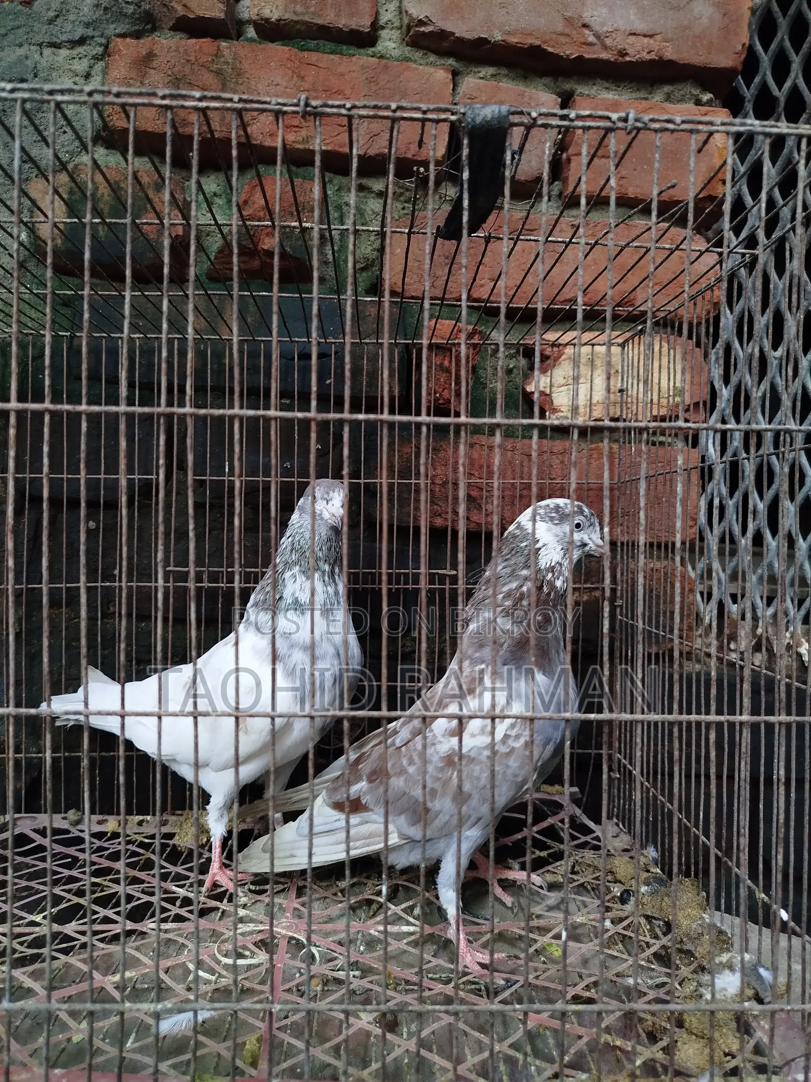 Homer and Benares Pigeons