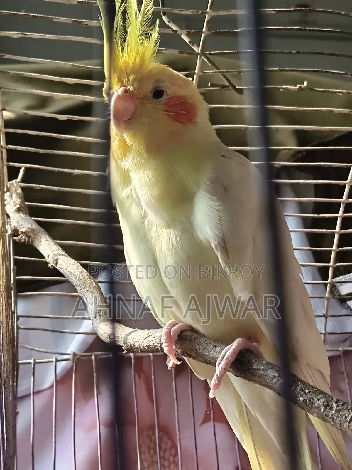 Cockatiel Bird