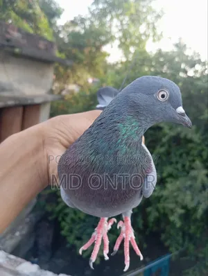 Green male pigeon