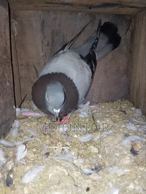 Green male pigeon