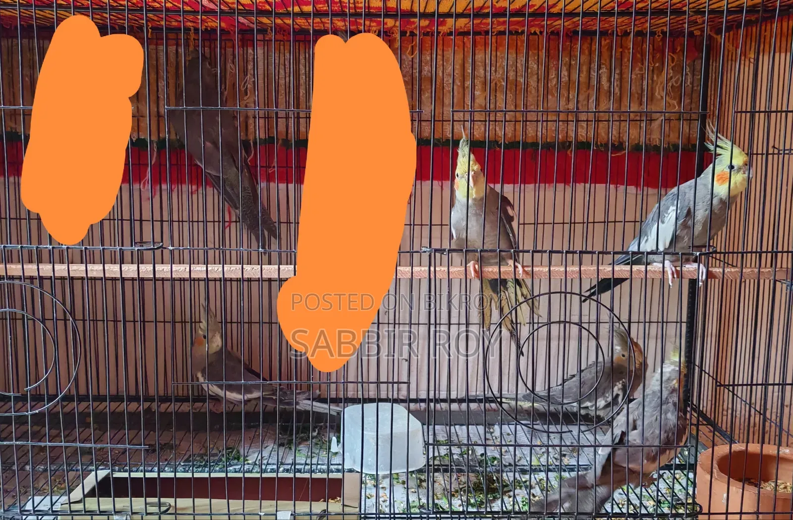 Cockatiel Cockatiel