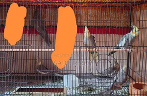 Cockatiel Cockatiel