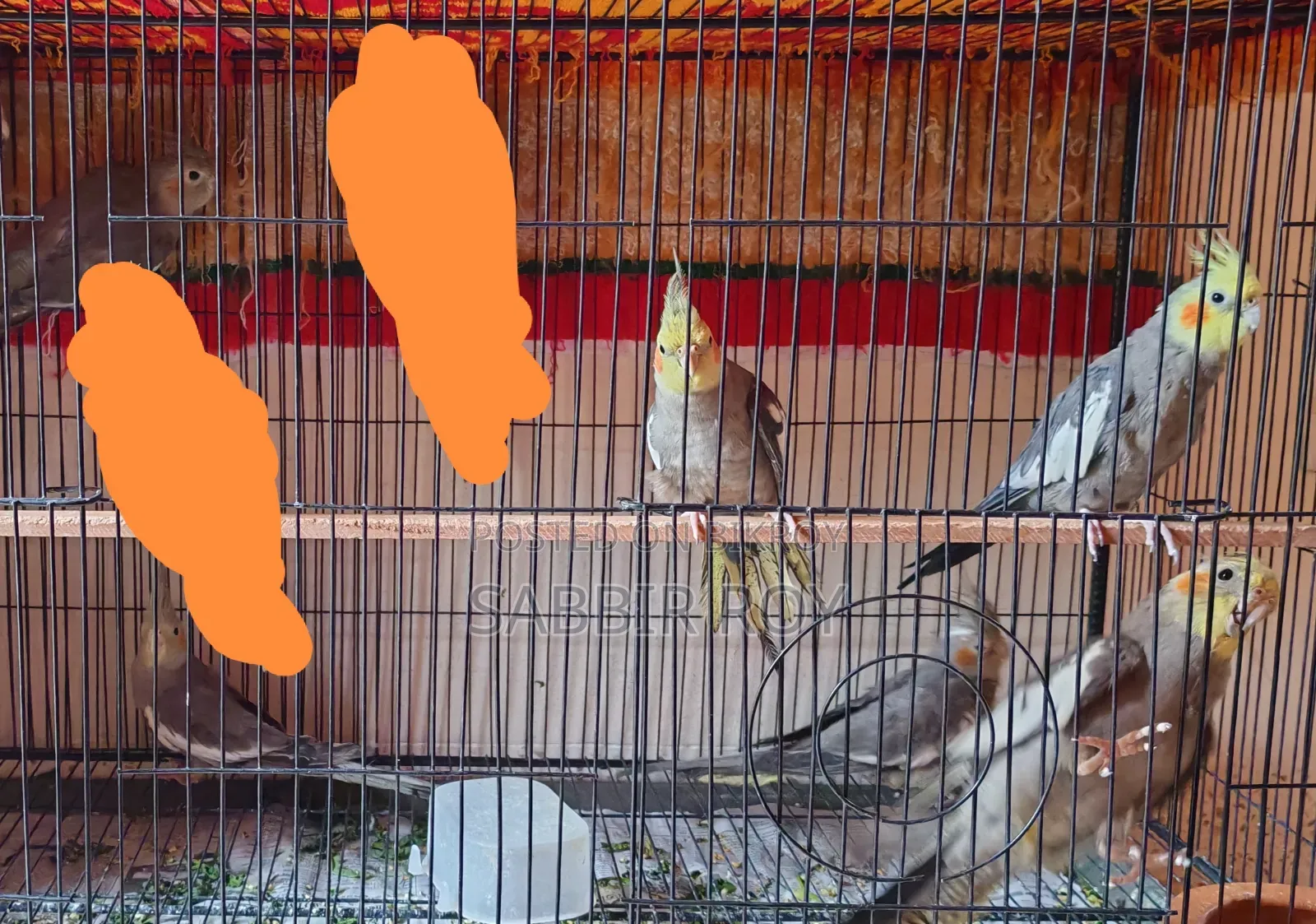 Cockatiel Cockatiel