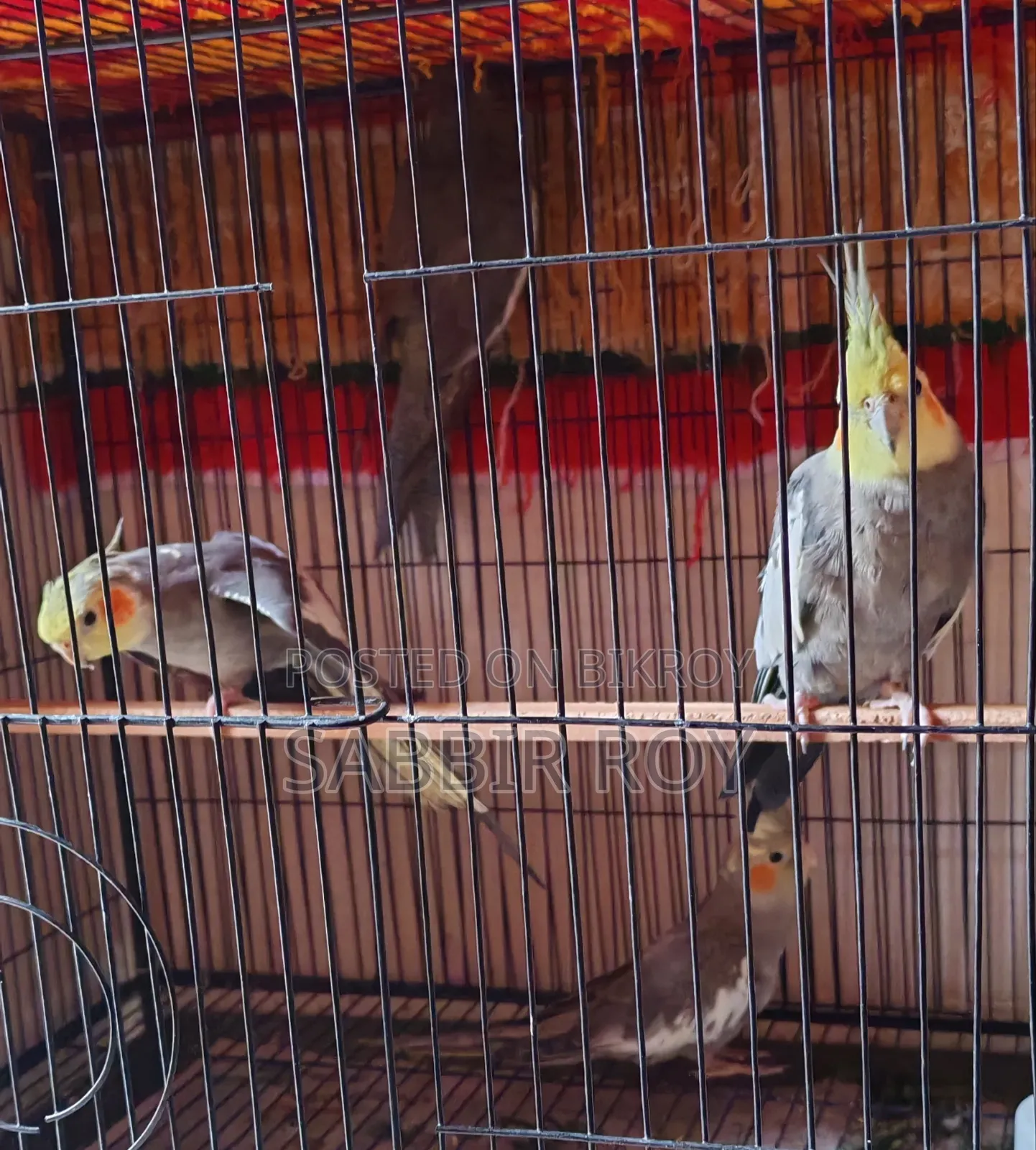 Cockatiel Cockatiel