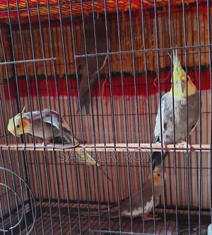 Cockatiel Cockatiel