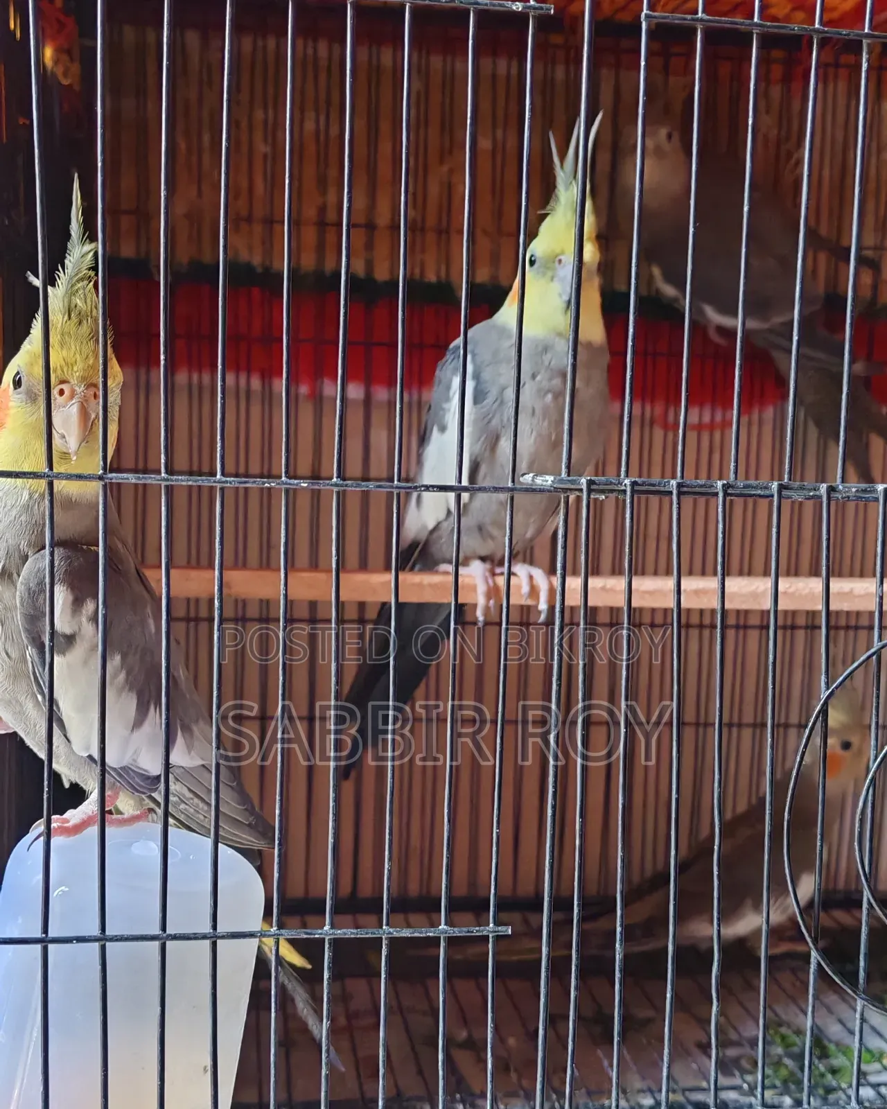 Cockatiel Cockatiel