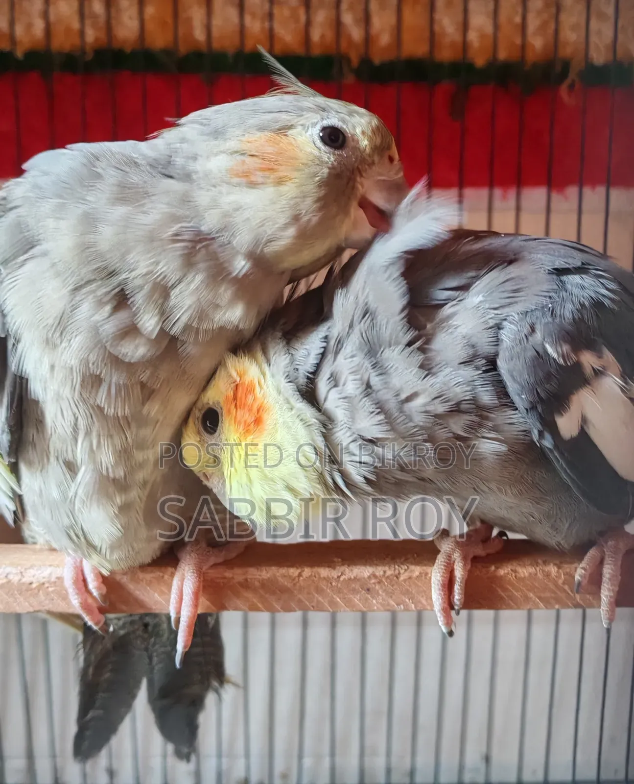 Cockatiel Cockatiel