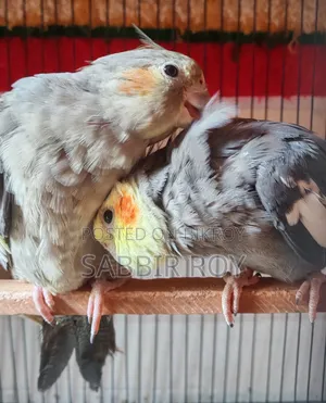 Cockatiel Cockatiel