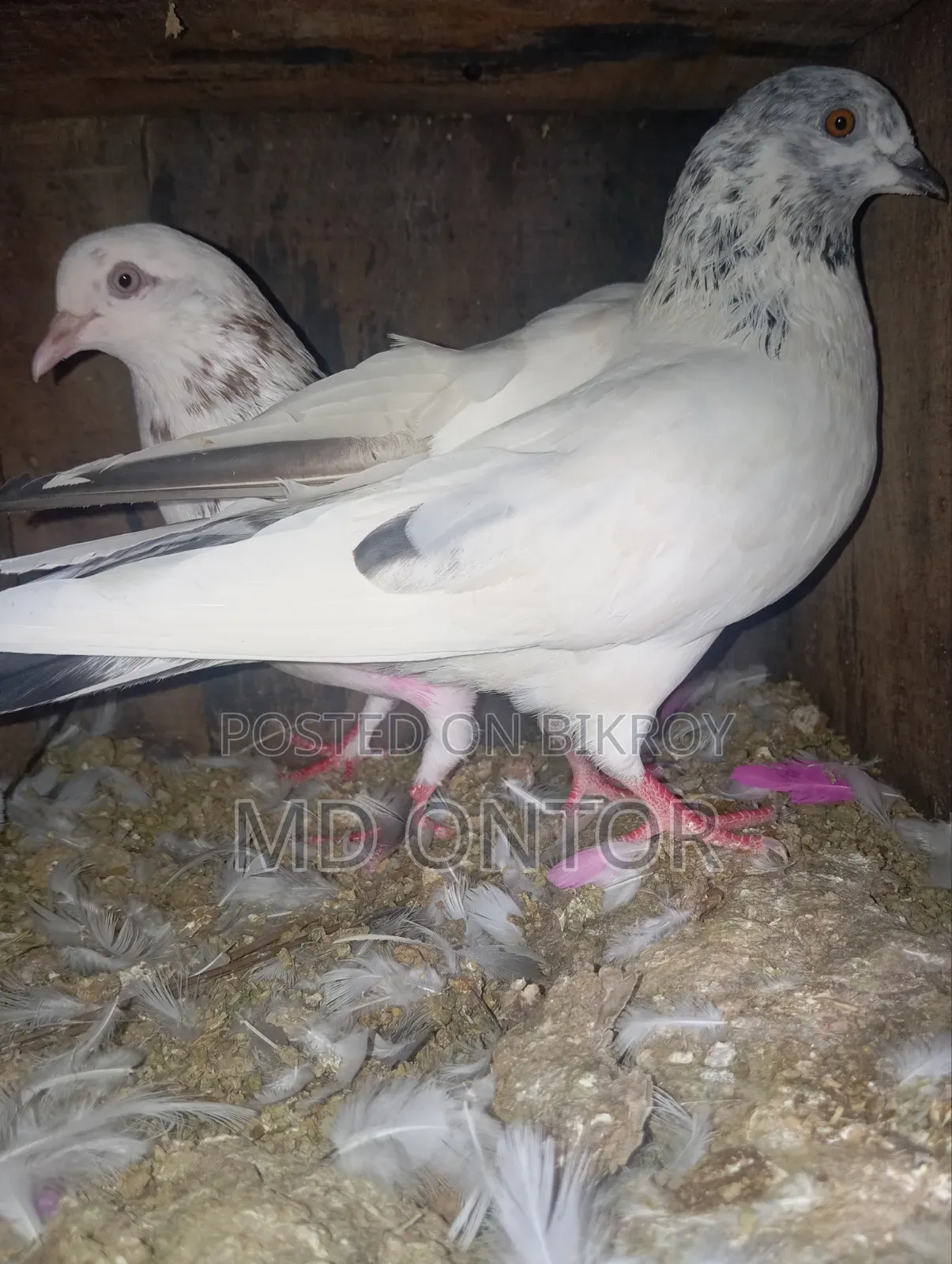 A pair of pigeons will be sold.