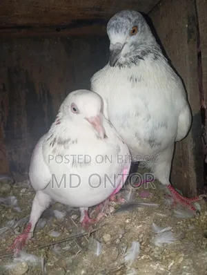 A pair of pigeons will be sold.