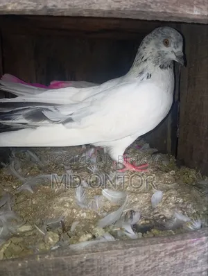 A pair of pigeons will be sold.