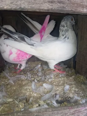 A pair of pigeons will be sold.