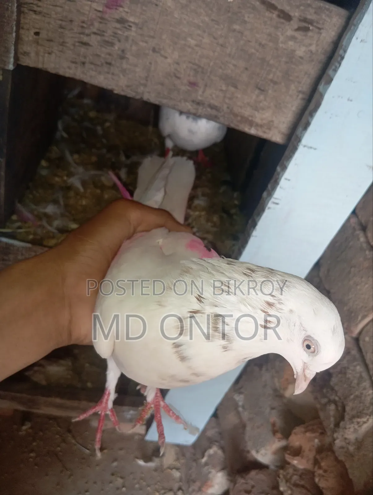 A pair of pigeons will be sold.