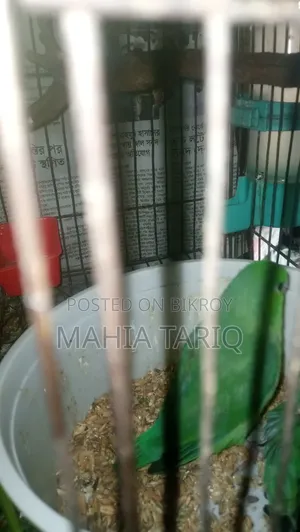 ফোরপাস কালারফুল