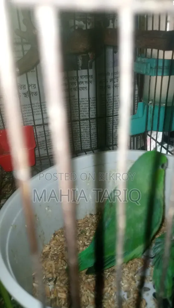 ফোরপাস কালারফুল