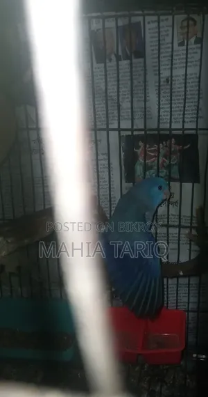 ফোরপাস কালারফুল