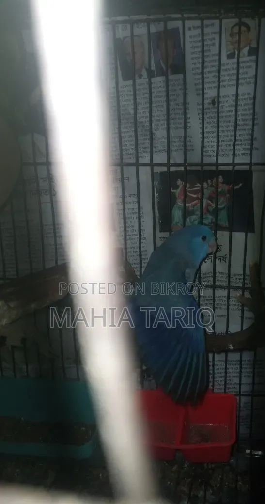 ফোরপাস কালারফুল