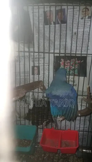 ফোরপাস কালারফুল