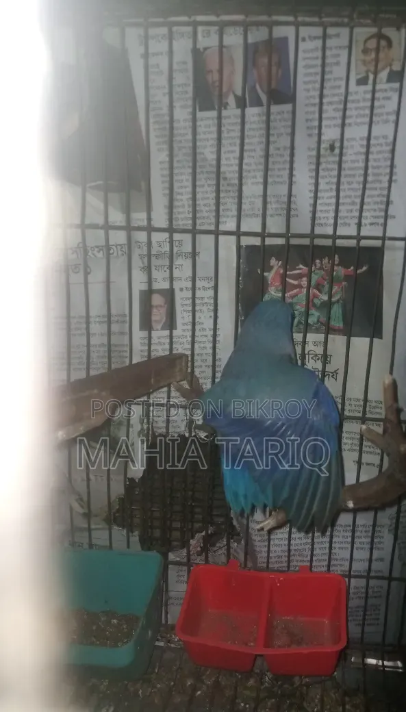 ফোরপাস কালারফুল