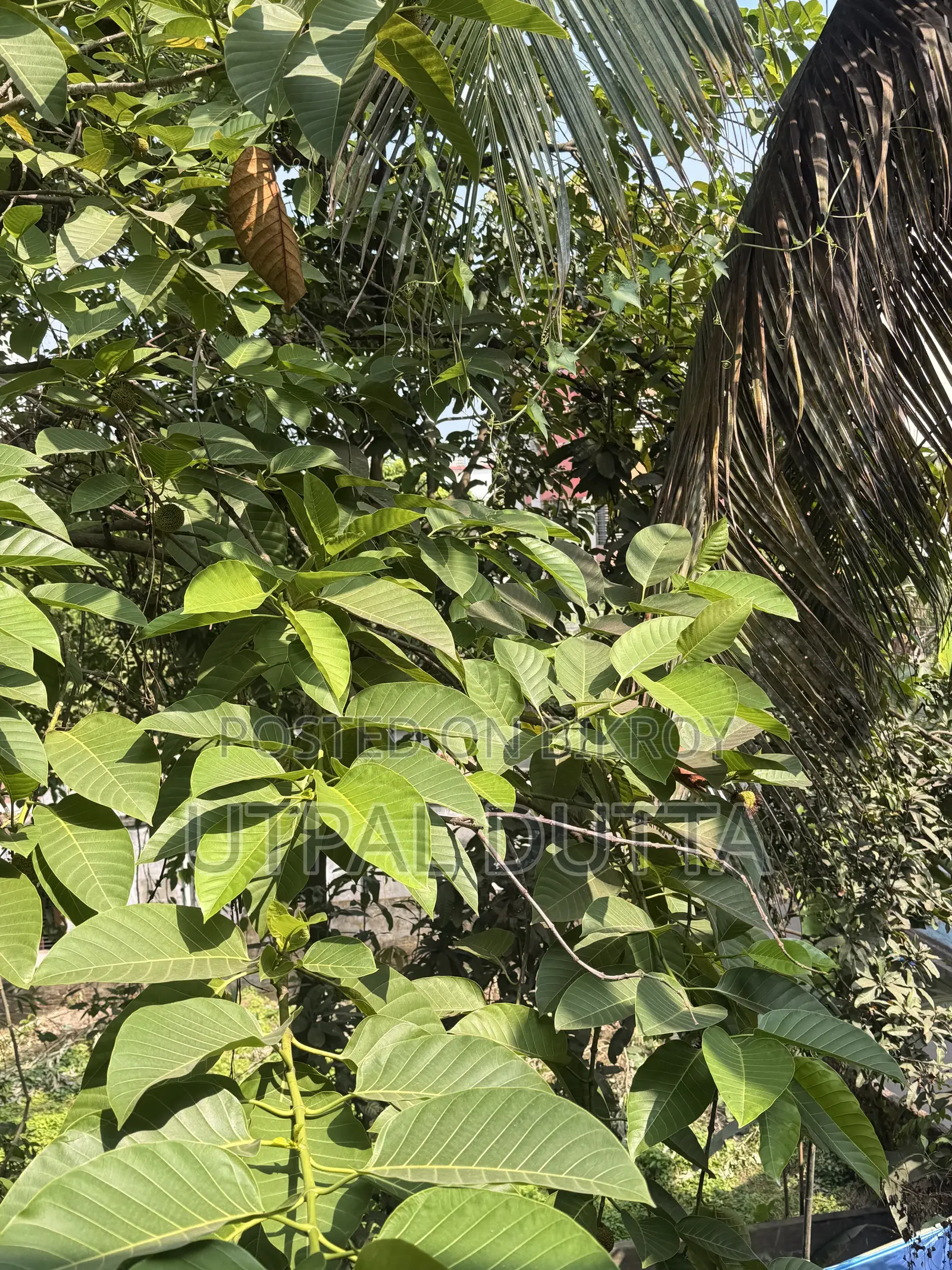 অ্যাপল আইফোন ১৭ প্রো ২৫৬ জিবি কমলা