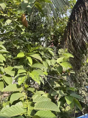 অ্যাপল আইফোন ১৭ প্রো ২৫৬ জিবি কমলা