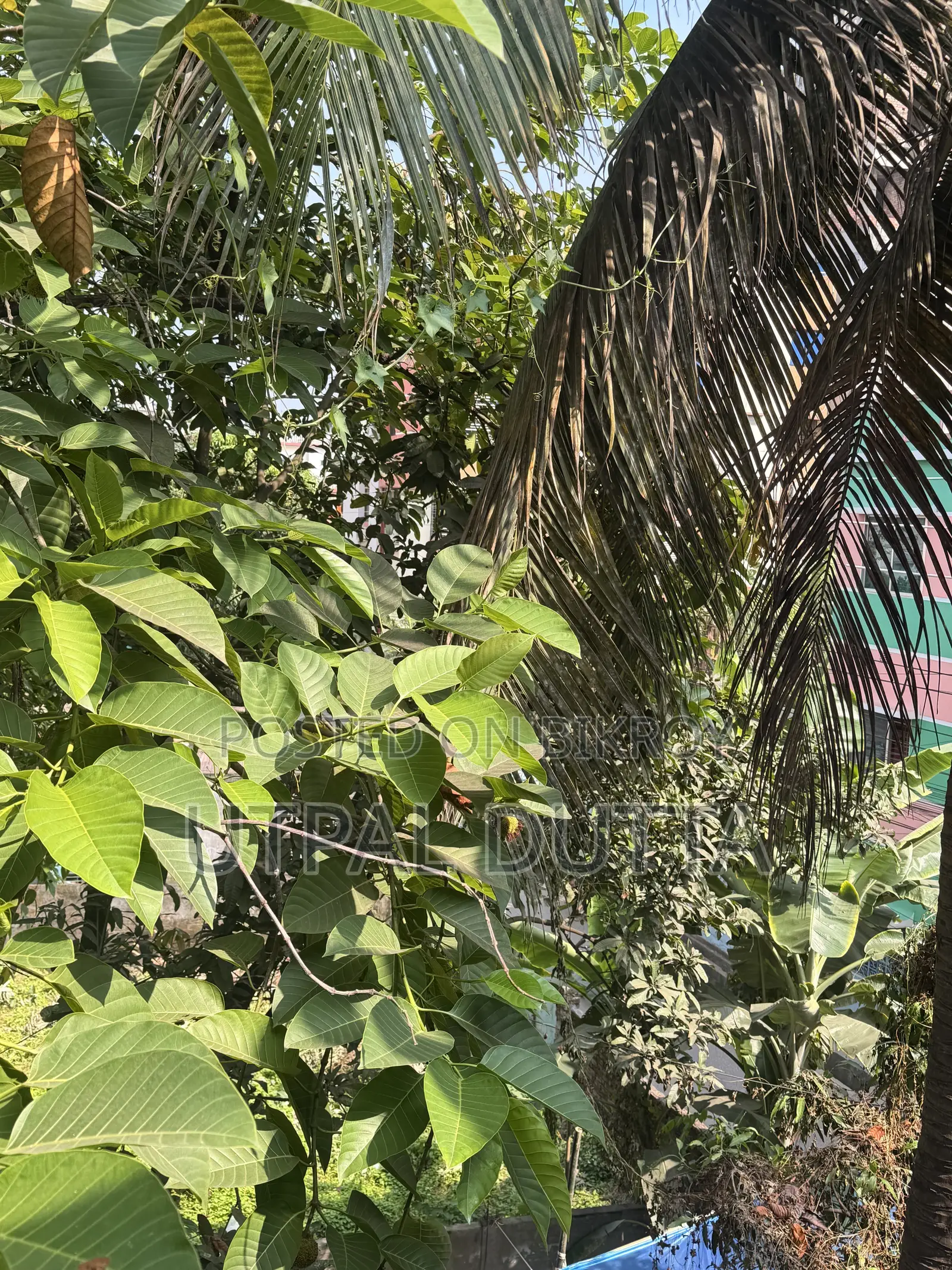 অ্যাপল আইফোন ১৭ প্রো ২৫৬ জিবি কমলা