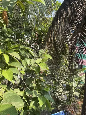 অ্যাপল আইফোন ১৭ প্রো ২৫৬ জিবি কমলা