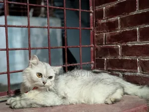 1+ year Female Purebred Persian
