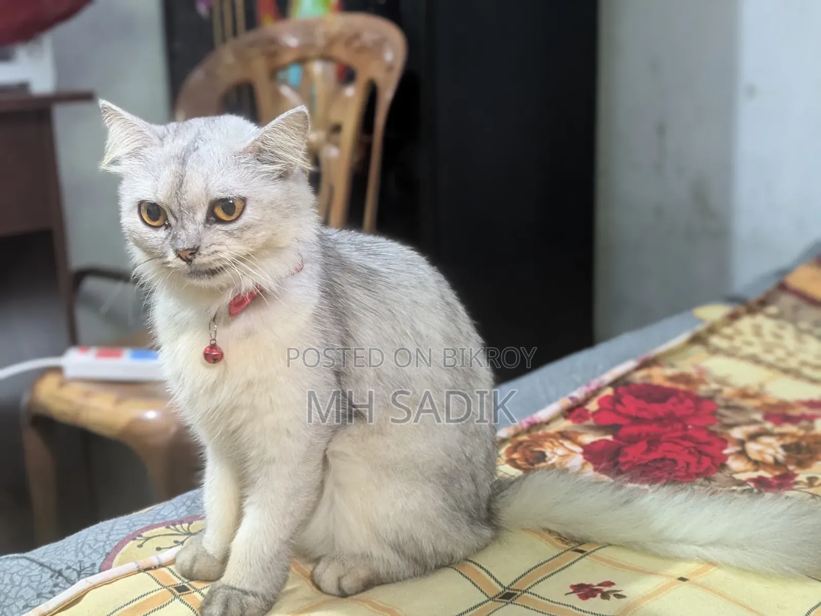 1+ year Female Purebred Persian