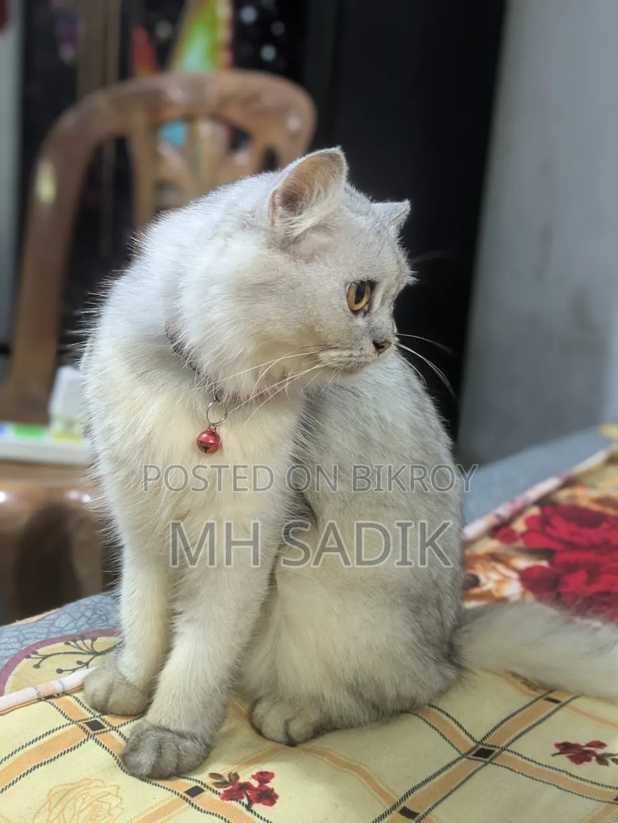 1+ year Female Purebred Persian