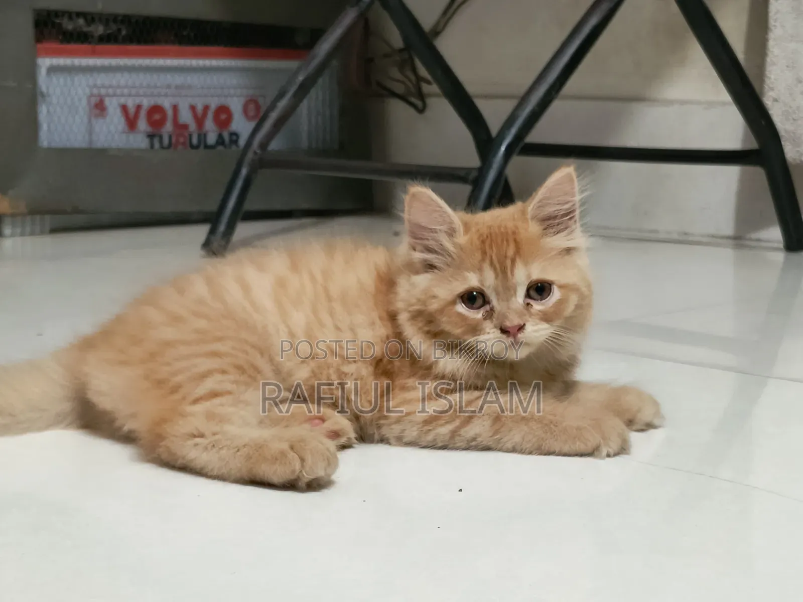 1-3 months Female Purebred Persian