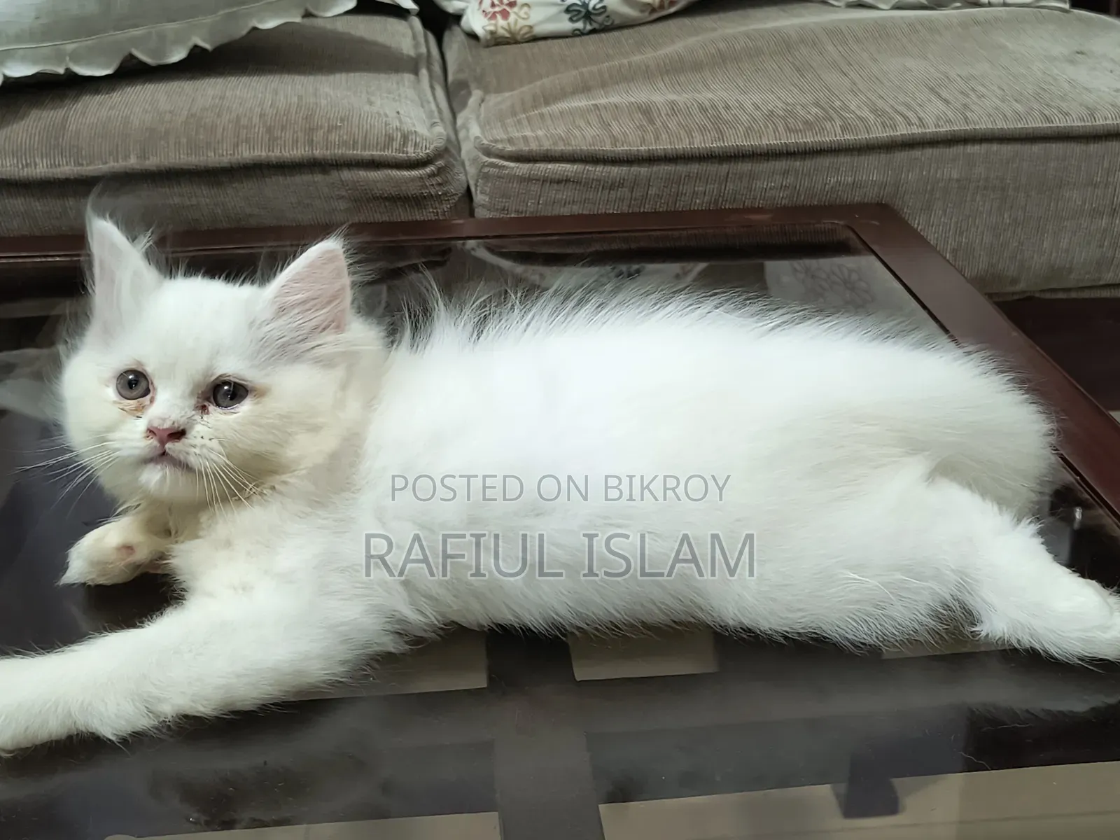 1-3 months Female Purebred Persian