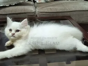 1-3 months Female Purebred Persian