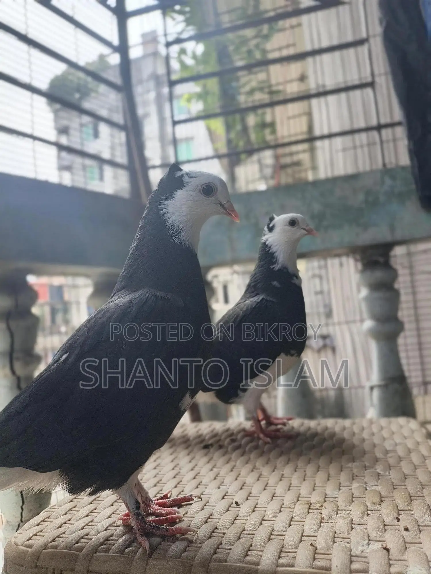 Black and White Ghorra Pigeon Pair.