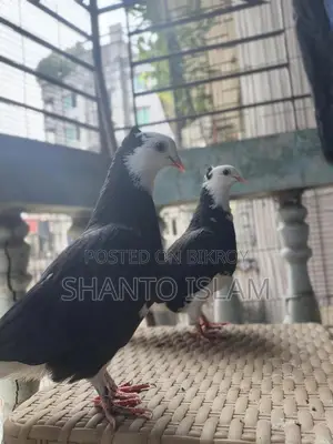 Black and White Ghorra Pigeon Pair.