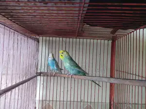 Fully Active Adult Pair for Sale