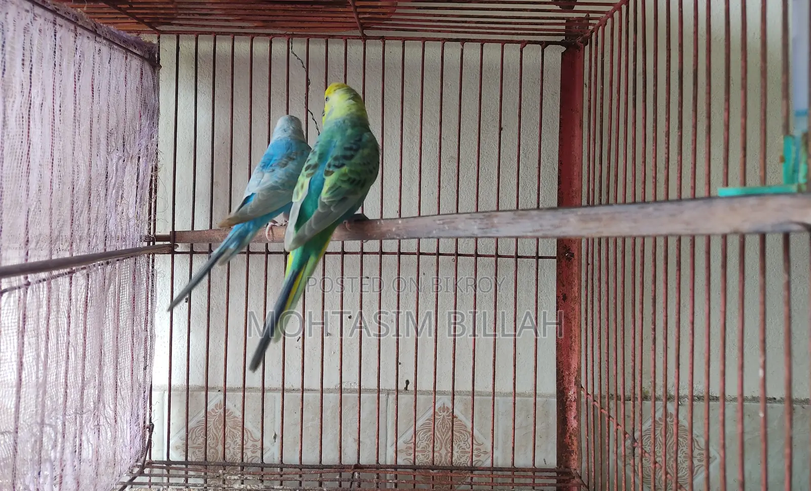 Fully Active Adult Pair for Sale