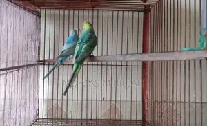 Fully Active Adult Pair for Sale