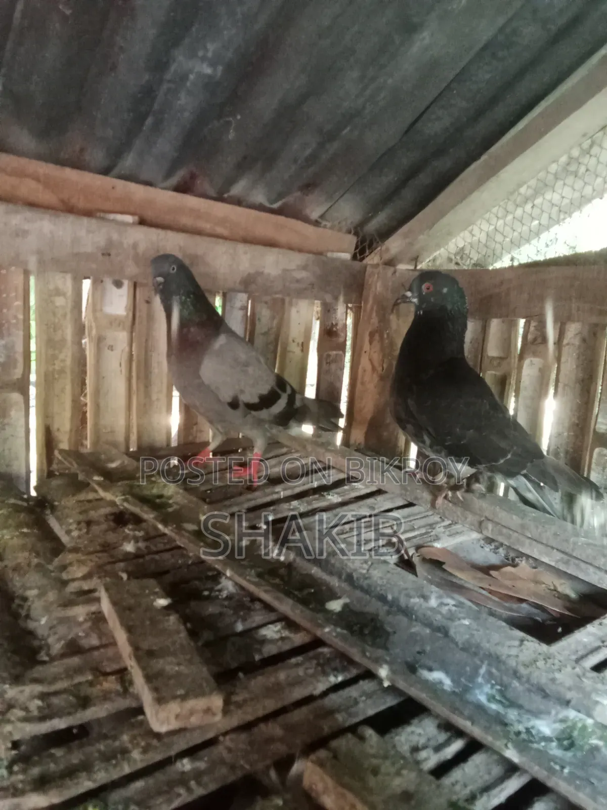 Local Pigeons