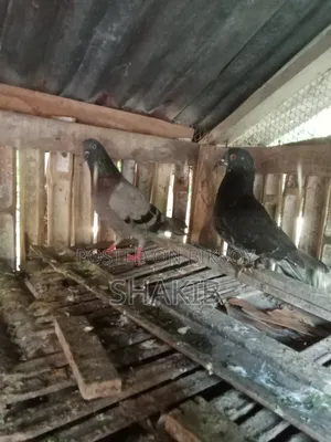 Local Pigeons