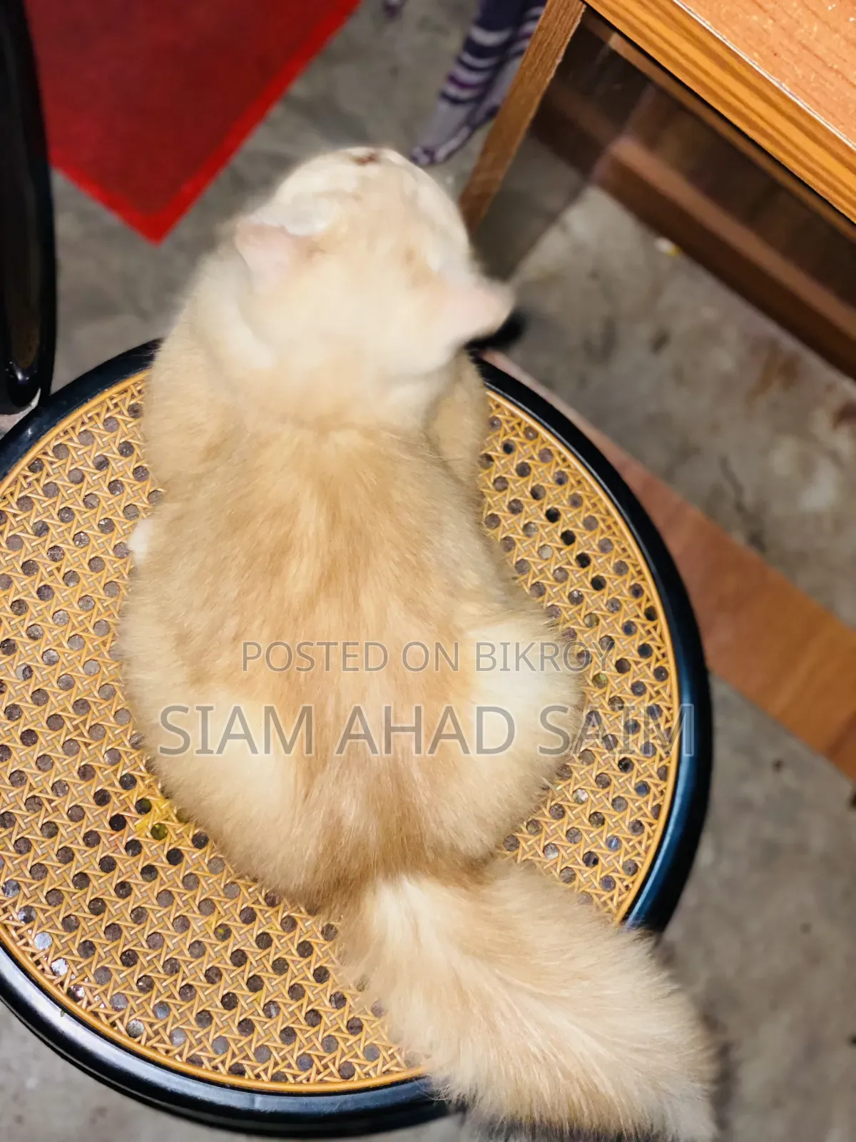 1-3 months Female Purebred Persian