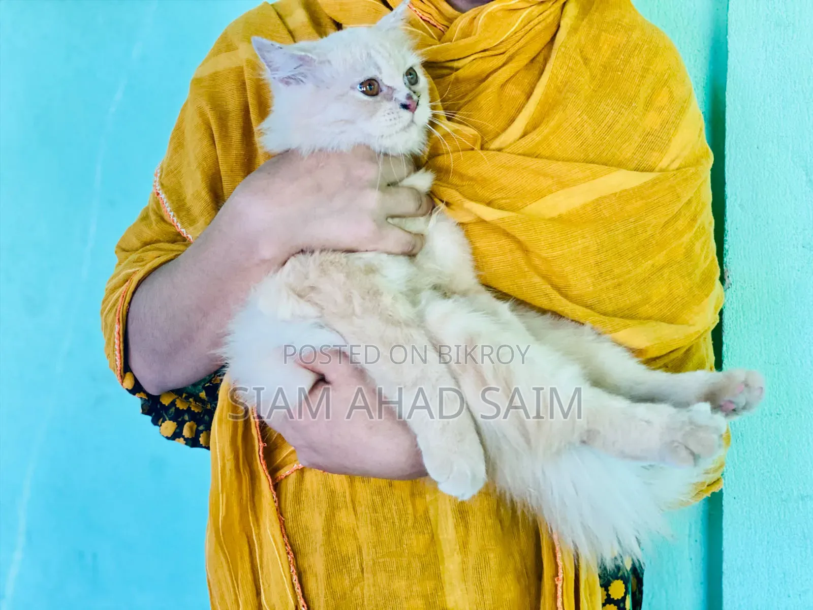 1-3 months Female Purebred Persian