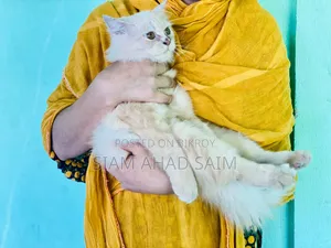 1-3 months Female Purebred Persian