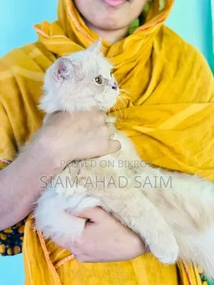 1-3 months Female Purebred Persian