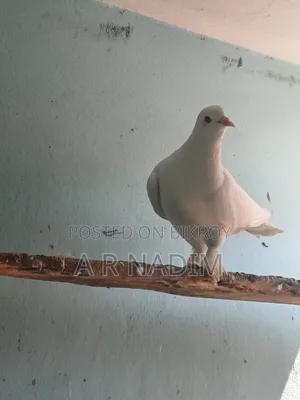 Indian Loton Pigeon