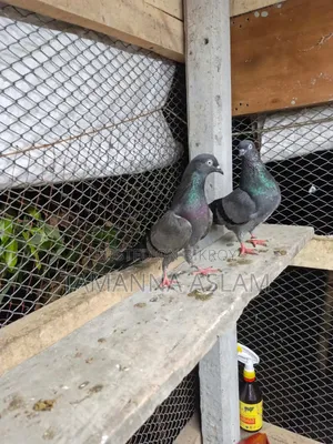 Giribaj Pigeon