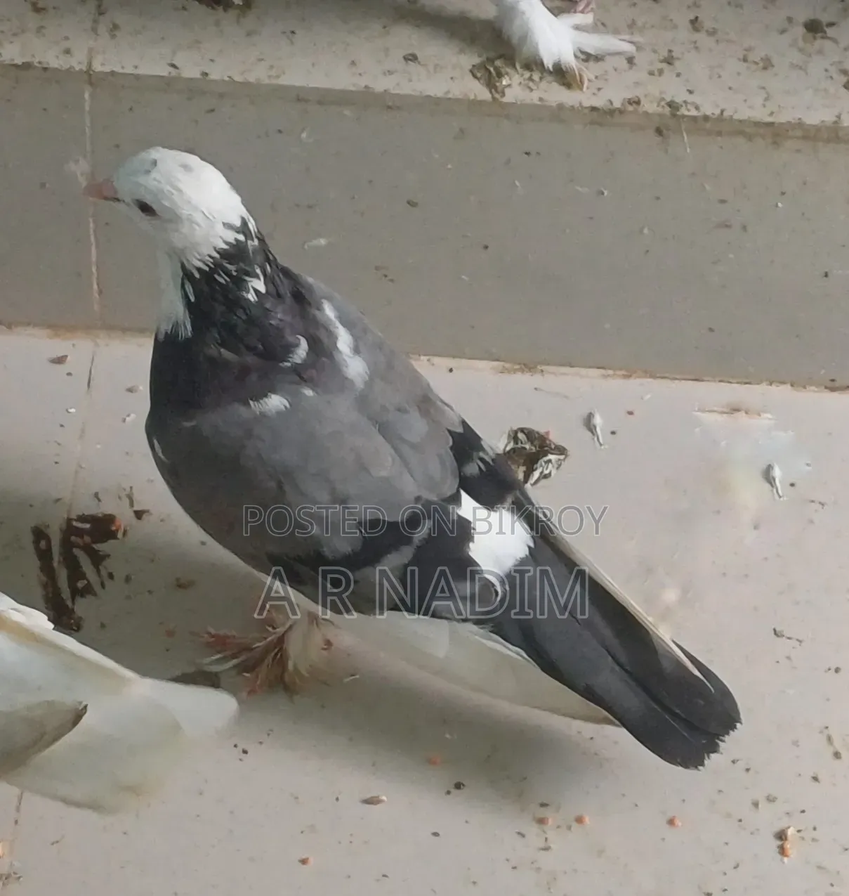 Raj Golla Pigeon