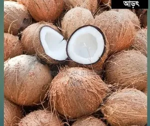 Bagerhat Coconut